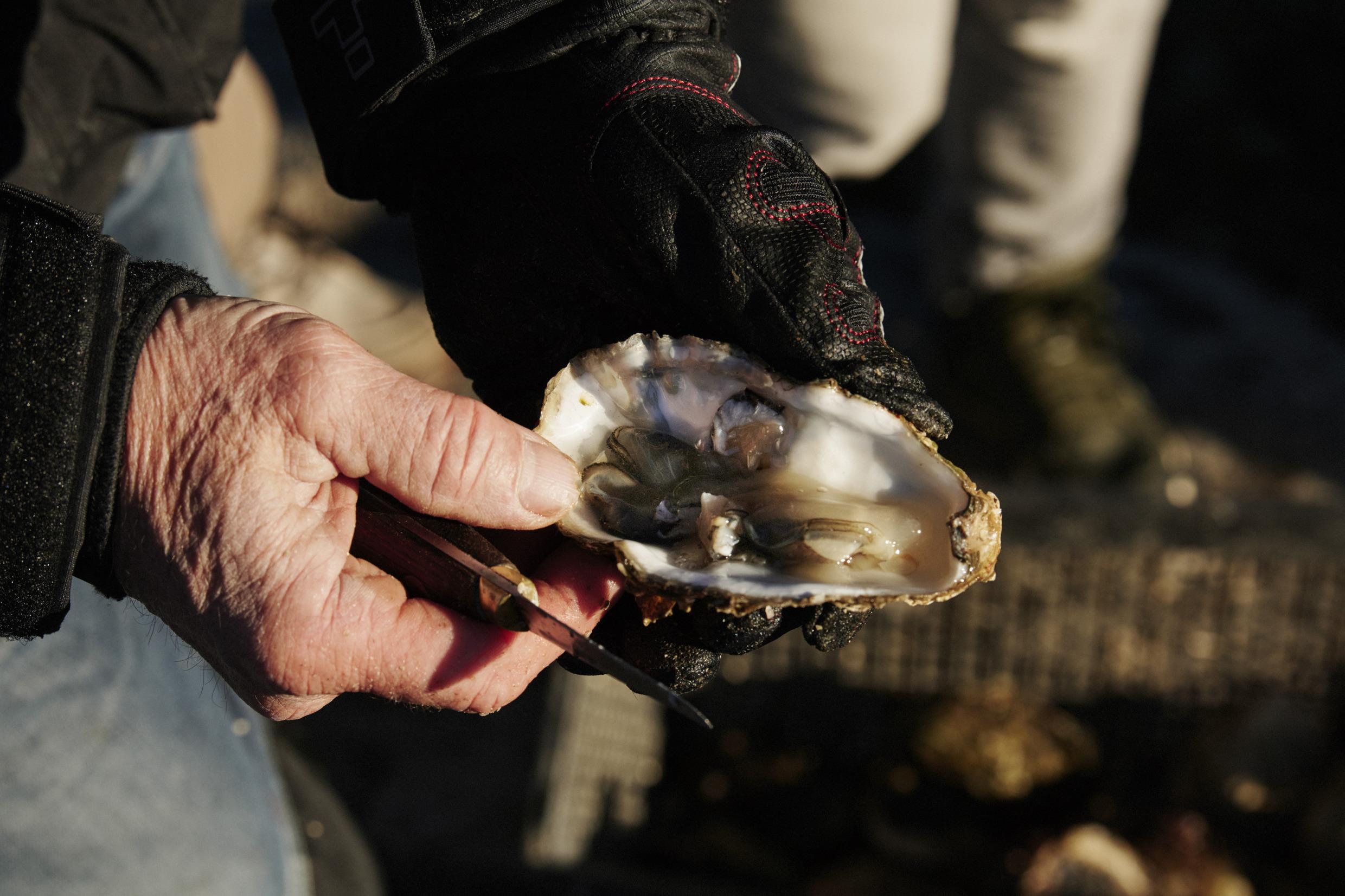 Seafood safari in West-Zweden