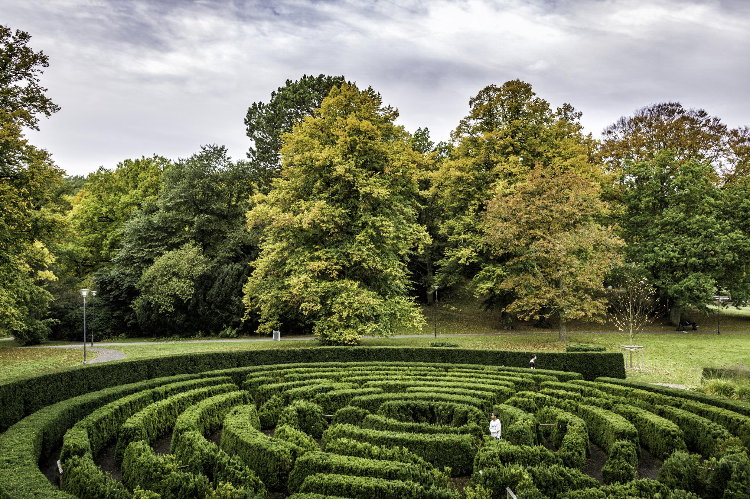 Groene hagen en bomen erachter.