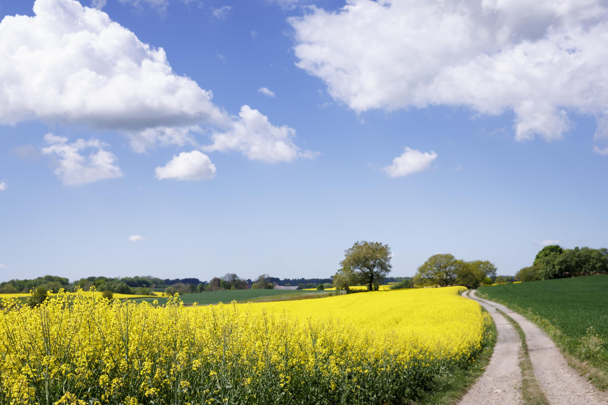 Koolzaadveld op het platteland van Skåne