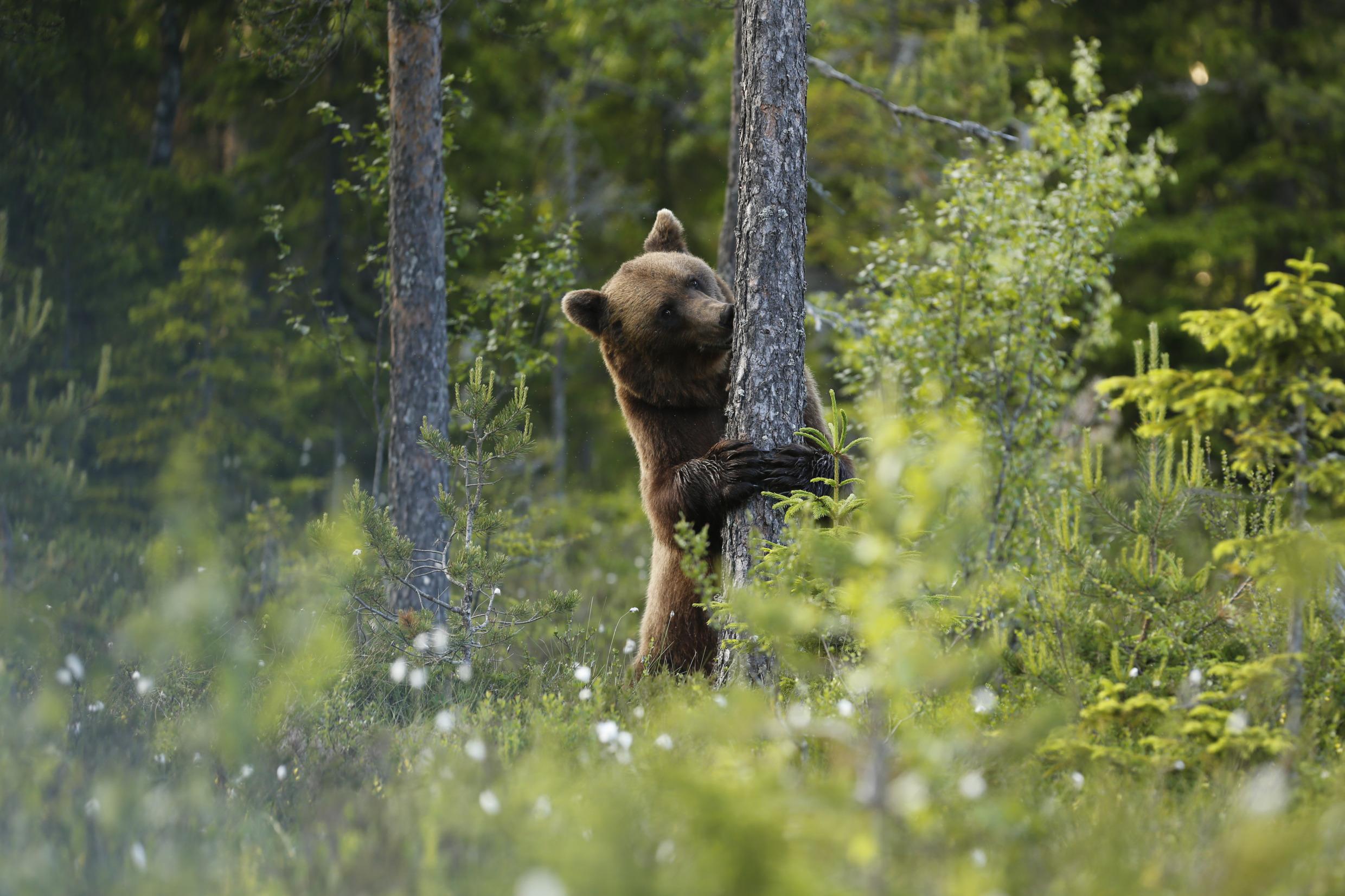 Braunbär