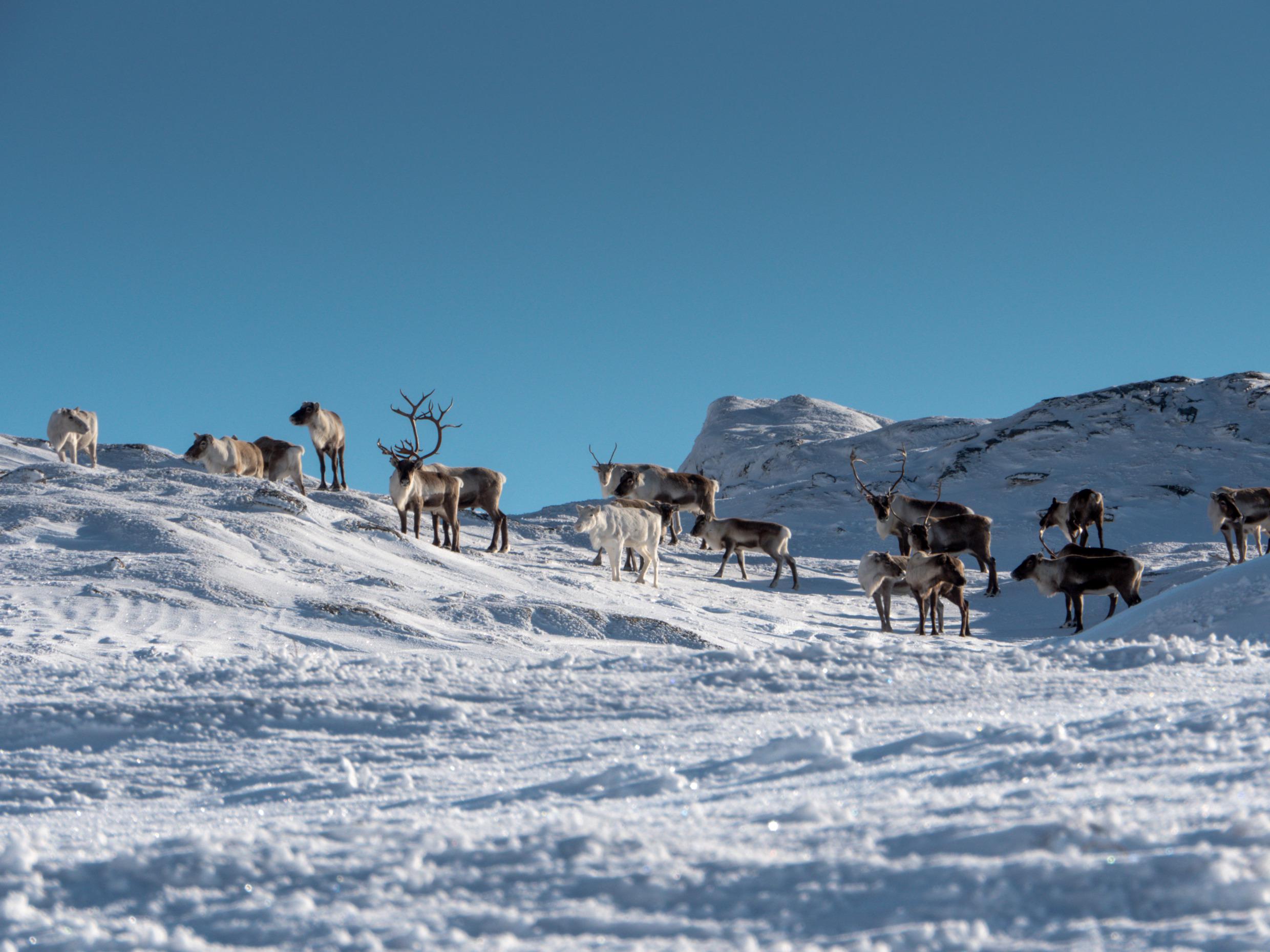 Rendieren in Åre