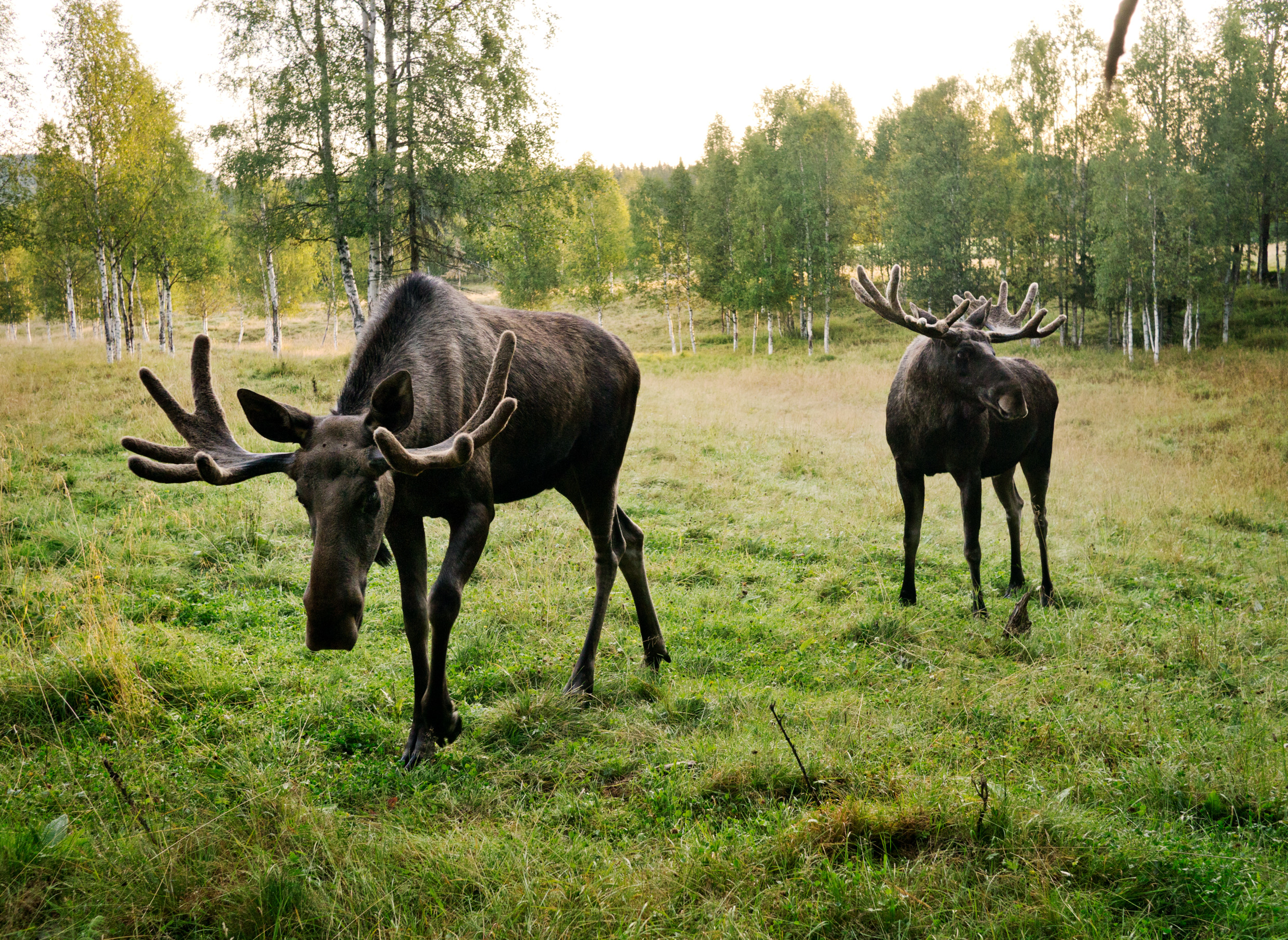 Twee mannelijke elanden op een open plek in het bos.