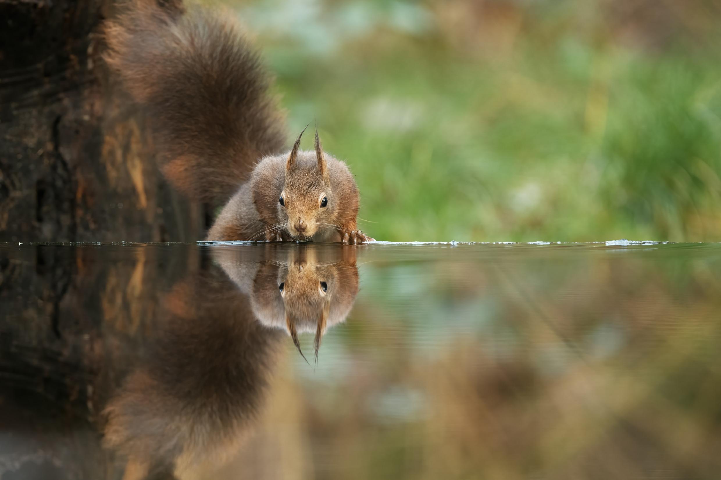 Eurasisches Eichhörnchen