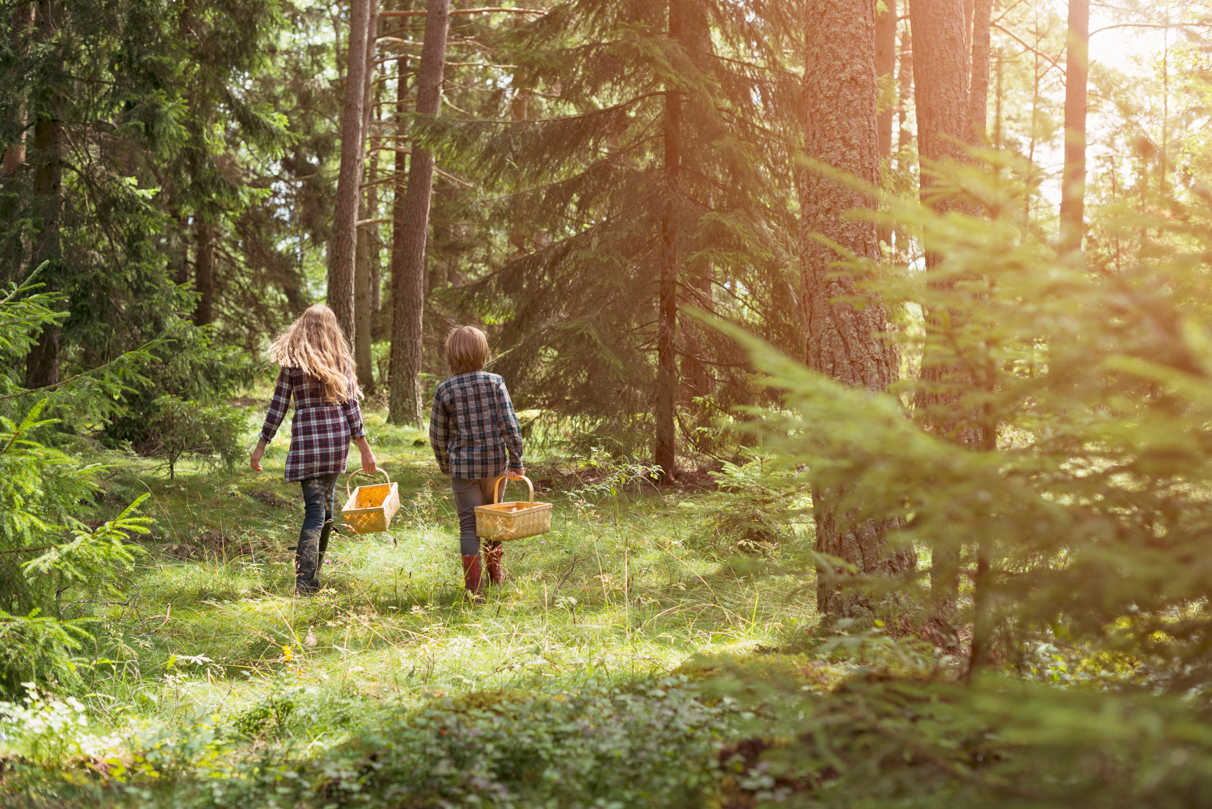 Two children wearing checked shirts are walking through a forest, each carrying a basket. The sun is shining through the trees.
