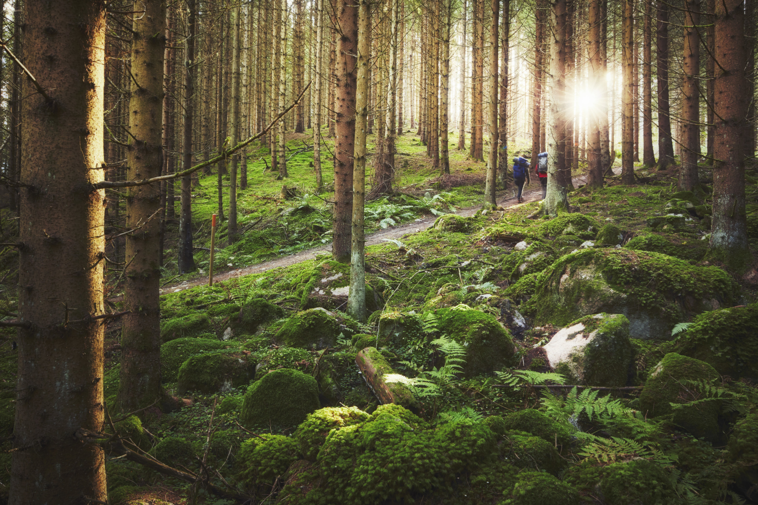 Two people with backpacks hiking trough a forest in Sweden, with sun seeping through the trees.