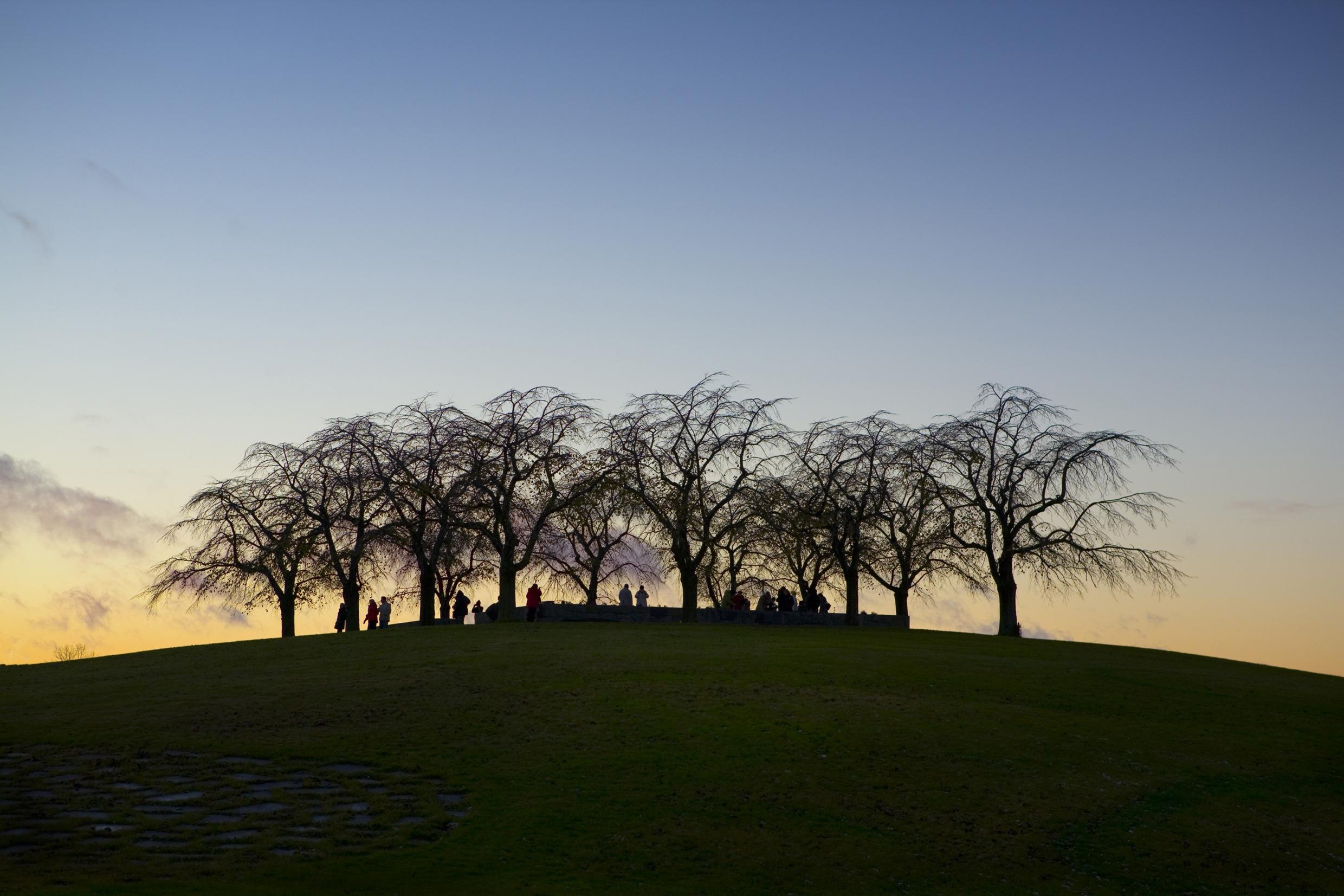 Mensen staan bij zonsondergang onder de iepen op het meditatiebos van de Skogskyrkogården-begraafplaats.