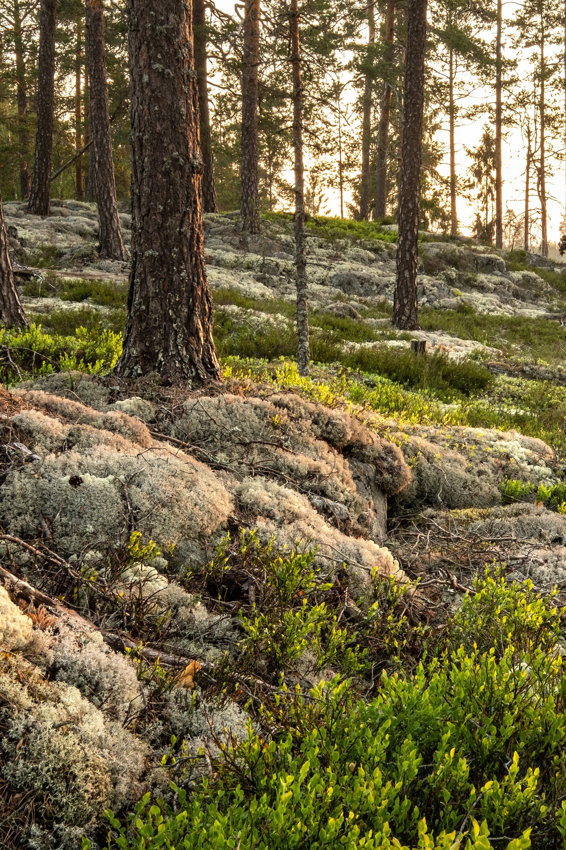 Vandringspaket på Bruksleden – Ramnäs