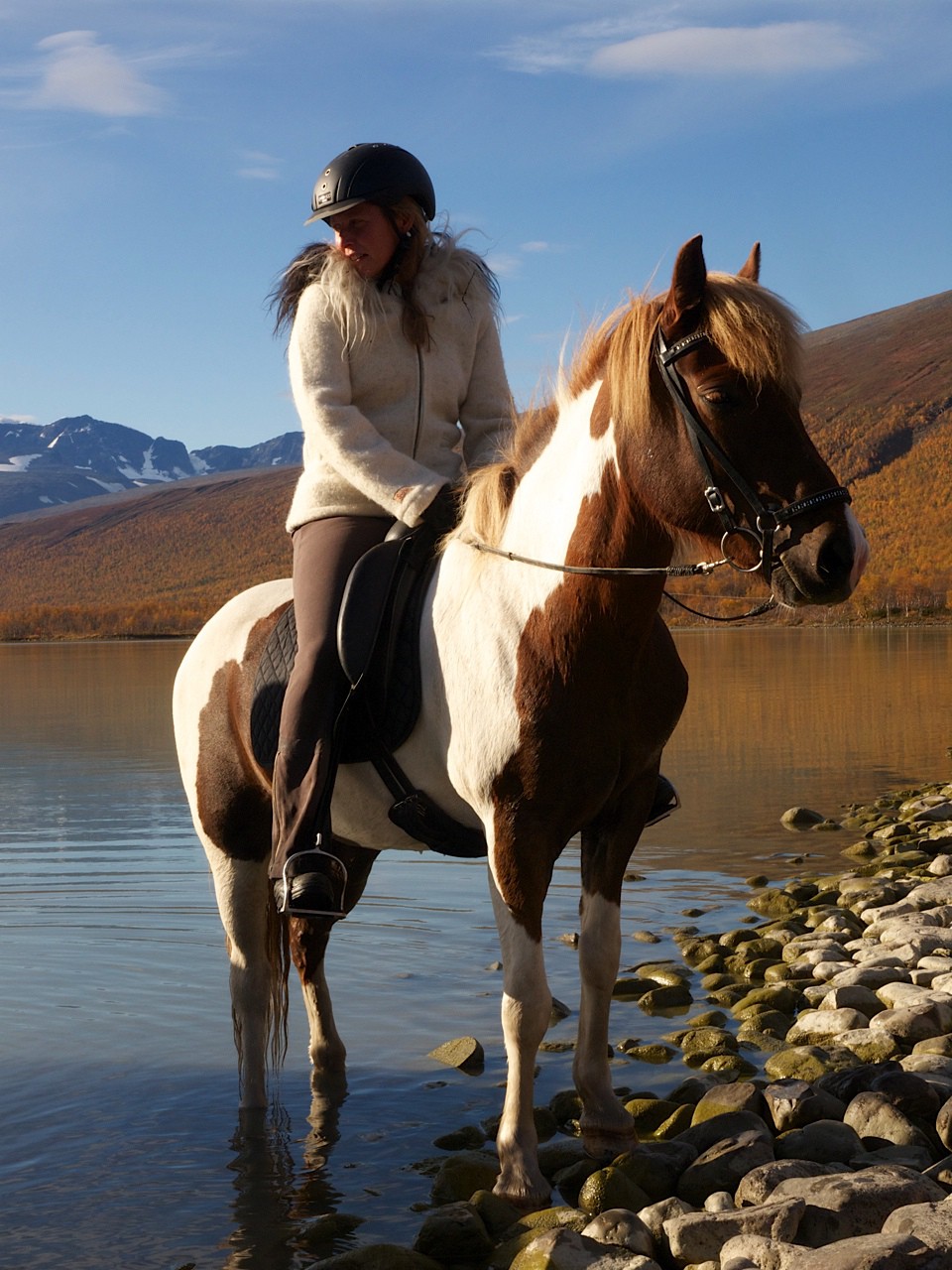 Ofelaš Islandshästar