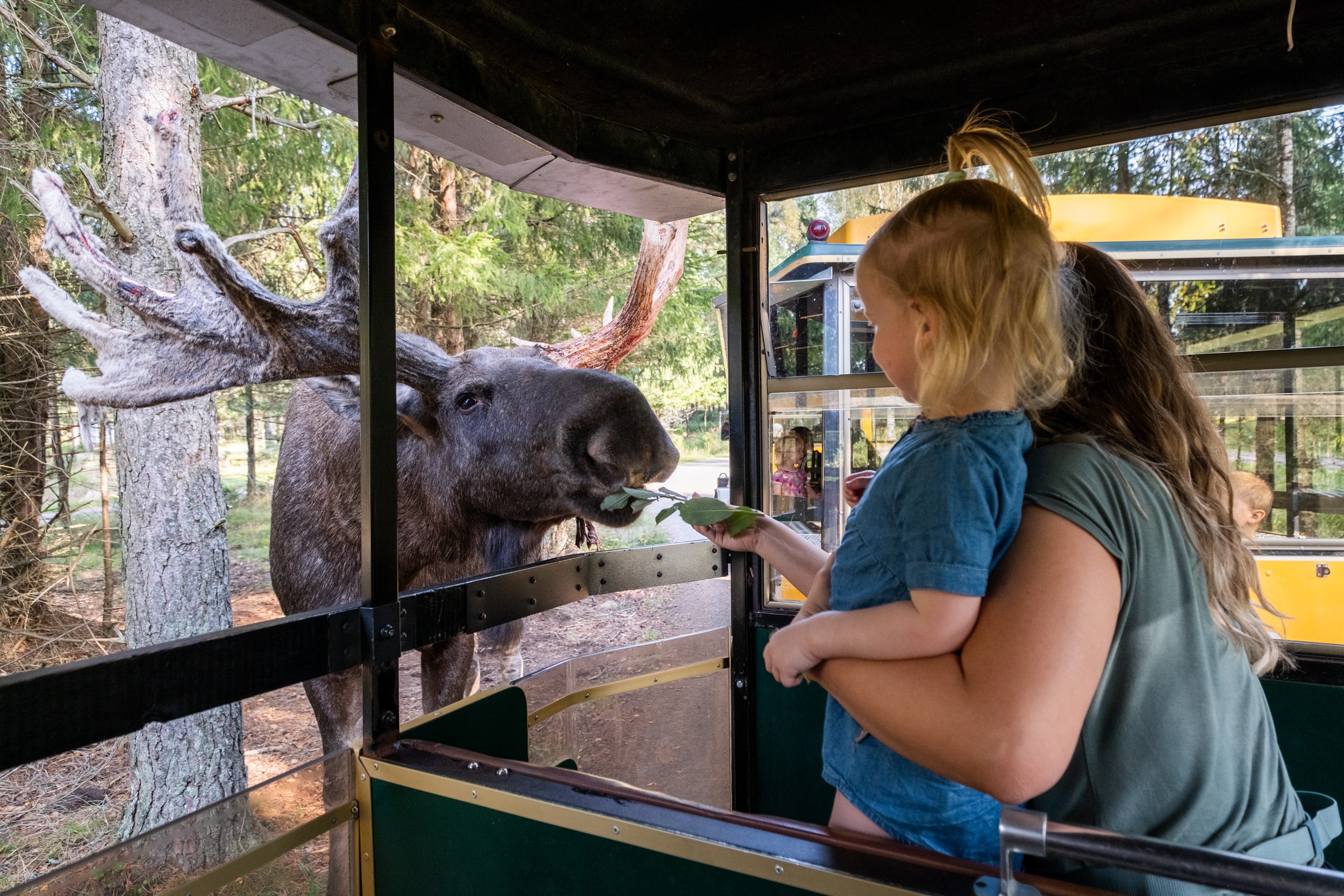 Smålandet Markaryds Älgsafari