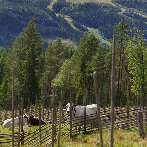 Levande fäbodvallar i destination Vemdalen