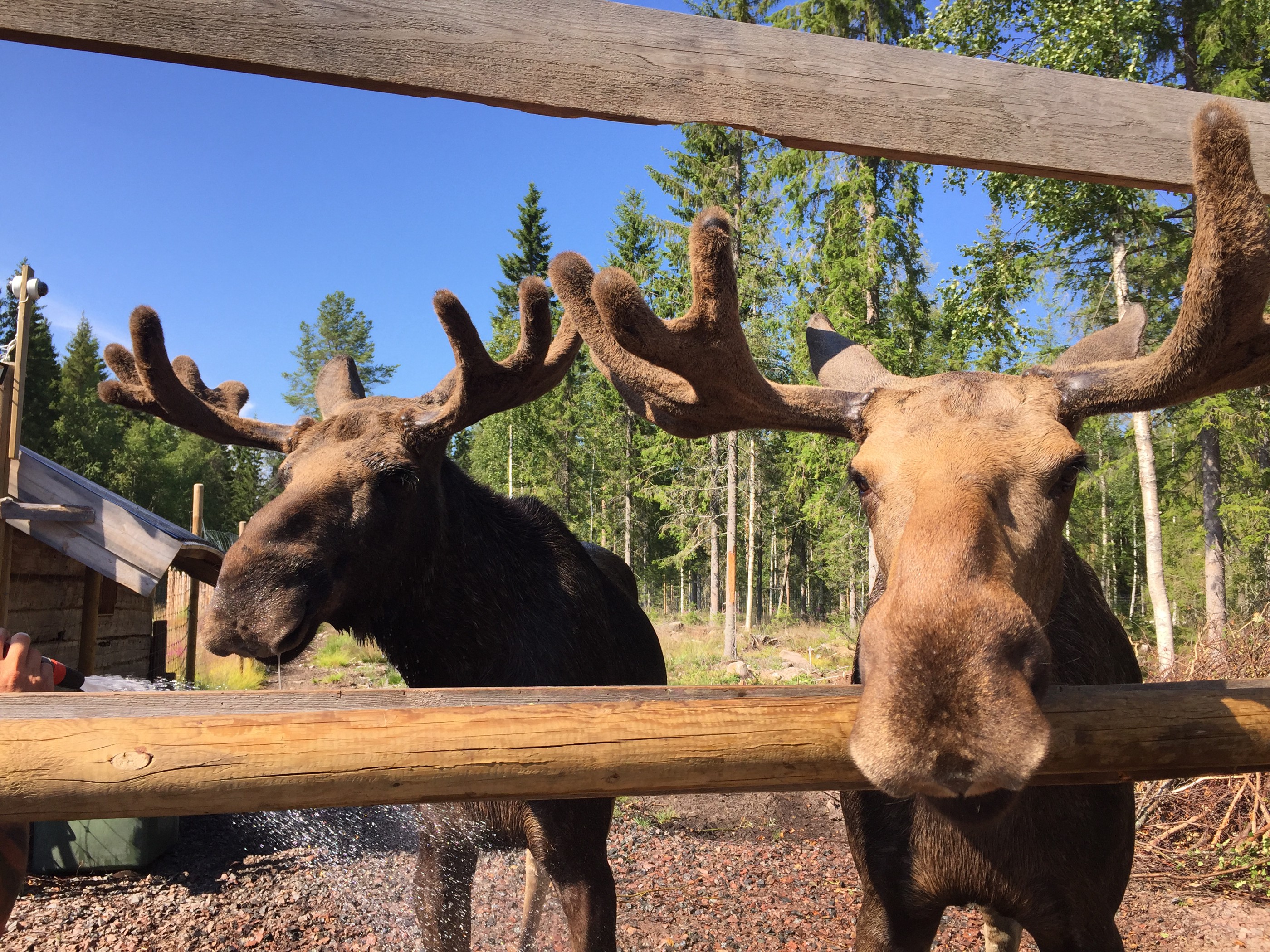 Möt skogens konung på vildmarkscentret Cape Wild