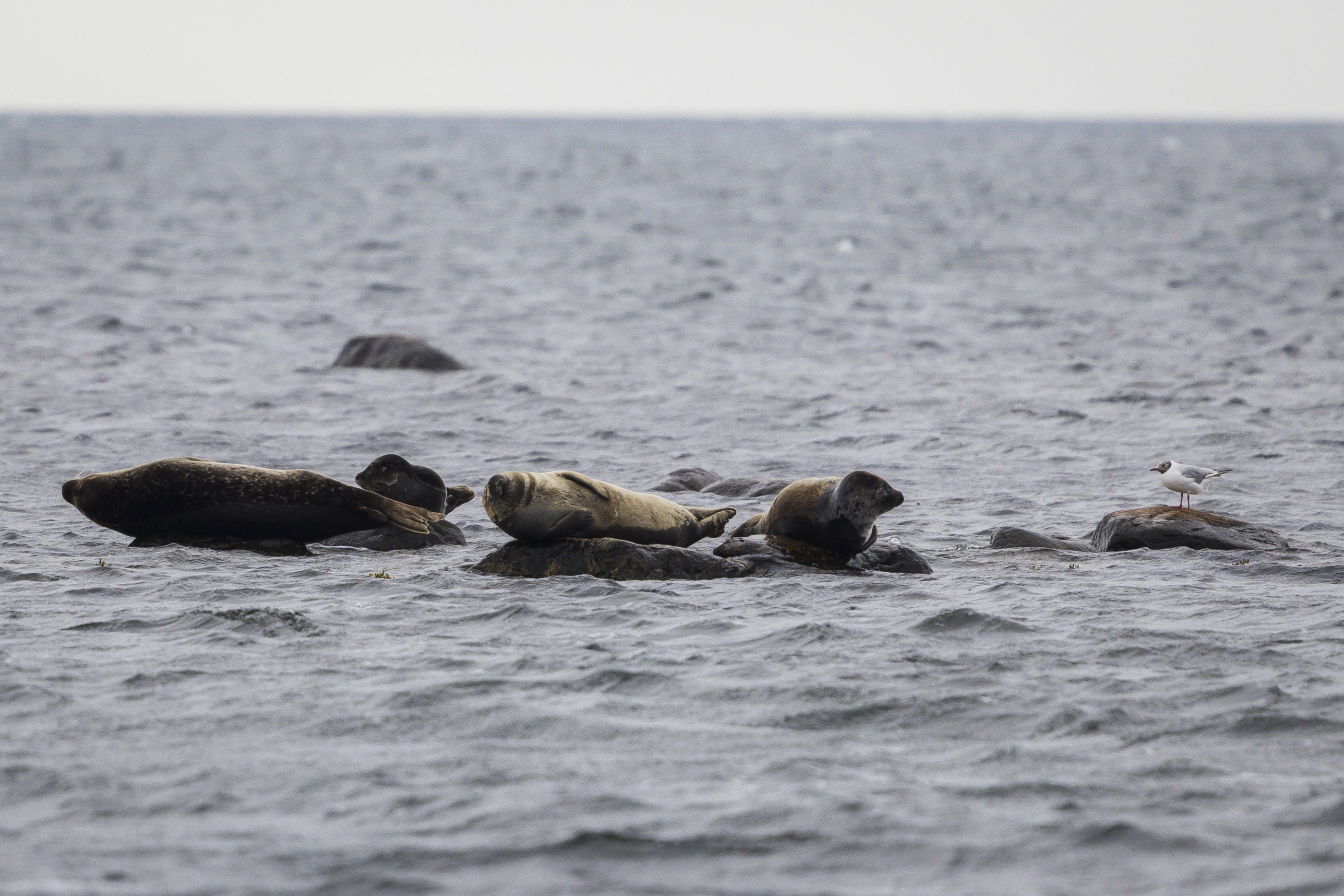 Sälsafari från Bergkvara