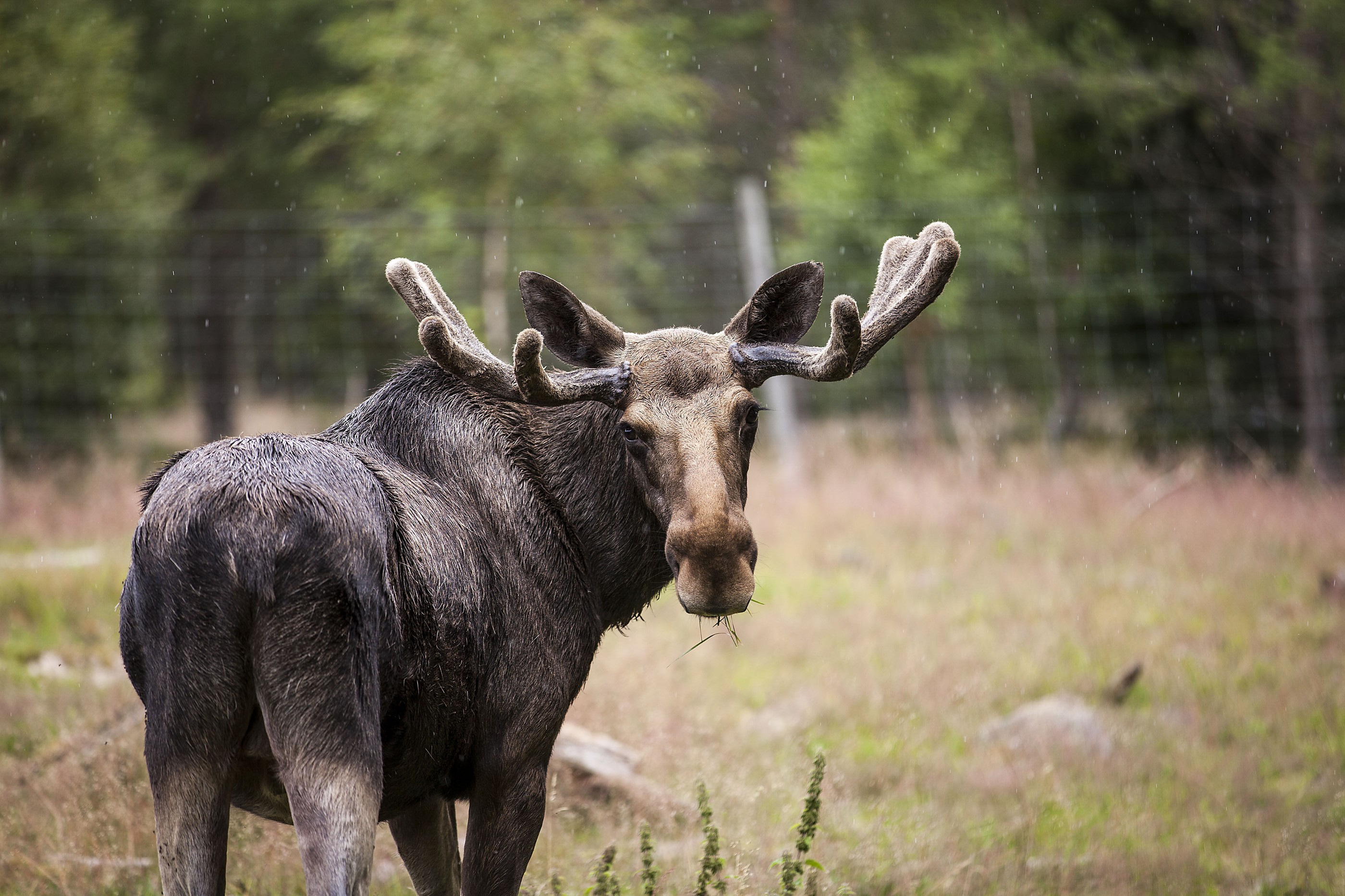Grönåsen Älg- och lantdjurspark – Kosta