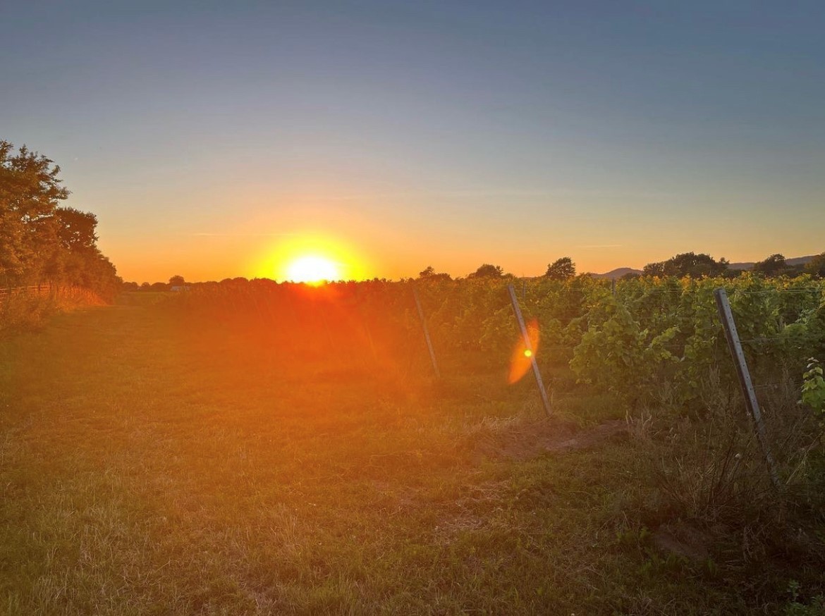 Vinprovning på Kullabergs vingård